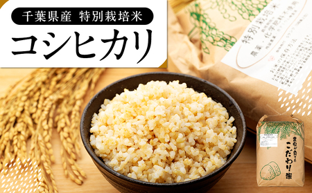 AB1-004 特別栽培米 コシヒカリ(玄米)5kg