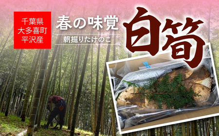大多喜町平沢産 春の味覚「白筍」