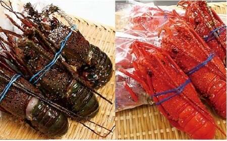 冷凍生伊勢えびと冷凍蒸し伊勢えび詰合せ