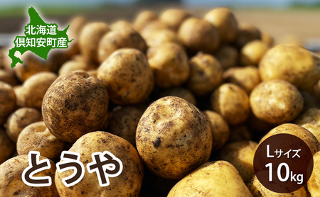 kC m Y Ⴊ Ƃ L TCY 10kg n鏒   O[A[Xt@[ _   Yn