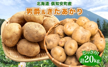 特大　ジャガイモ　20kg 19 じゃがいも 20kgのふるさと納税 返礼品 検索結果 | ふるさと納税