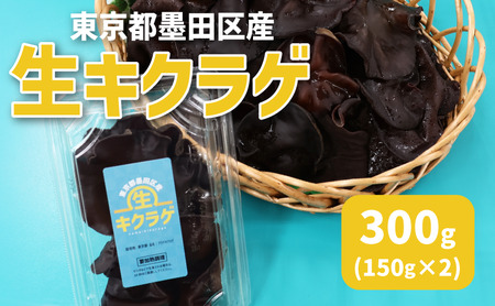 東京都墨田区産 生キクラゲ300g(150g×2パック) 食品 野菜 きのこ キノコ きくらげ キクラゲ 木耳 純国産 新鮮 プリプリ 肉厚 サラダ 和え物 炒め物 鍋