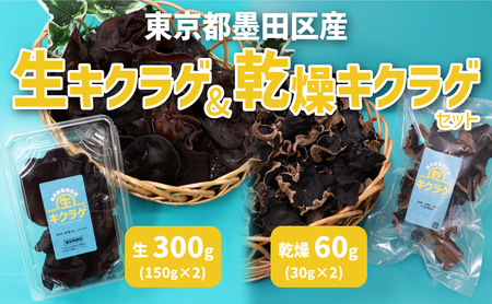 東京都墨田区産 生キクラゲ300g(150g×2パック)、乾燥キクラゲ60g(30g×2袋) 食品 野菜 きのこ キノコ きくらげ キクラゲ 木耳 純国産 新鮮 サラダ 和え物 炒め物 鍋