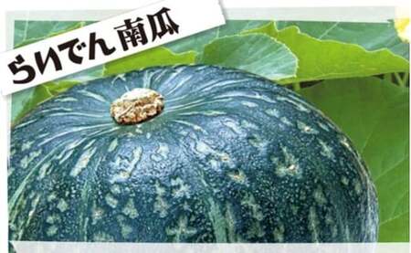 2025年 8月 出荷 先行予約 らいでん 南瓜 ダークホース 6玉 約 10kg かぼちゃ パンプキン 北海道 共和町 産地直送 JAきょうわ 野菜