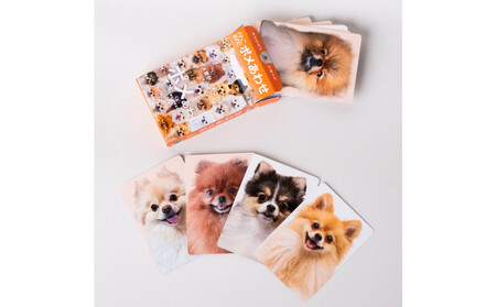 もふもふポメラニアンが大集合!ポメあわせ