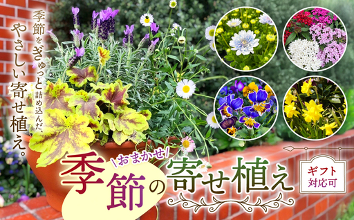季節 の 寄せ植え ( 内容 おまかせ ) | 花 ガーデニング 英国流 フラワーポット