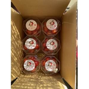 プチぷよ〜障がい者が生産する、皮が柔らかく、とても食べやすいミニトマト〜[配送不可地域:離島]