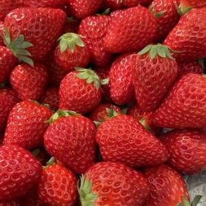 あきる野ストロベリーフィールズ　朝採り完熟いちご/約400g【2026年1月～3月中旬発送】【配送不可地域：離島・北海道・沖縄県・東北・中国・四国・九州】【1459301】