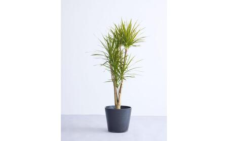 [鉢付き]ドラセナ・コンシンネ Lサイズ[鉢:ブラック]