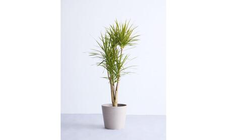 [鉢付き]ドラセナ・コンシンネ Lサイズ[鉢:トープ]