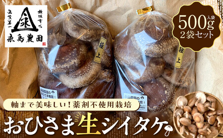 永島農園 おひさま生シイタケ500g入り袋×2袋セット[10月下旬から発送]