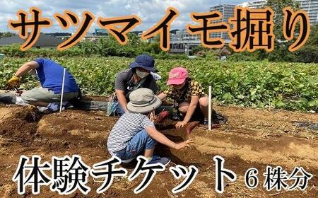 サツマイモ掘り体験チケット(6株分)