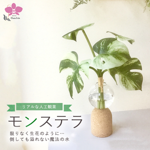 倒してもこぼれないお水 癒しのグリーン「モンステラ」光触媒