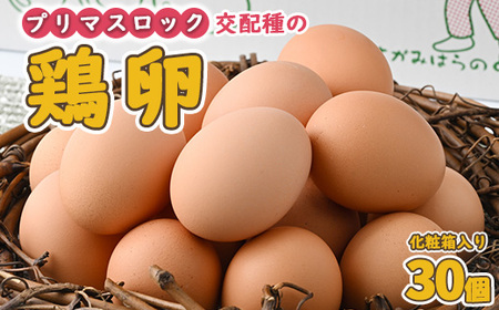 鶏卵　プリマスロック（交配種）の卵　化粧箱入り30個