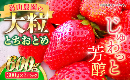 [先行予約][数量限定]嘉山農園の完熟大粒いちご とちおとめ(300g×2パック)とちおとめ いちご 横須賀 神奈川 完熟 大粒 イチゴ 苺果物苺果物 パック[いちごはうす嘉山農園] [AKCO001]