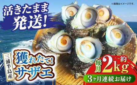 [全3回定期便]サザエ 2kg 13~20個 三浦半島 さざえ サザエ さざえ サザエ [長井水産株式会社] [AKAJ012]