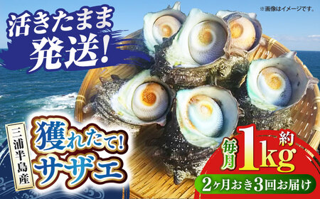 [全3回 隔月 定期便]サザエ 1kg 6~10個 三浦半島 さざえ 産地直送 貝 冷蔵 さざえ サザエ [長井水産株式会社] [AKAJ011]