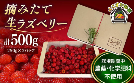 [先行予約][数量限定]ラズベリー 生食用 250g×2パック 計500g[SHO farm] [AKDD001]