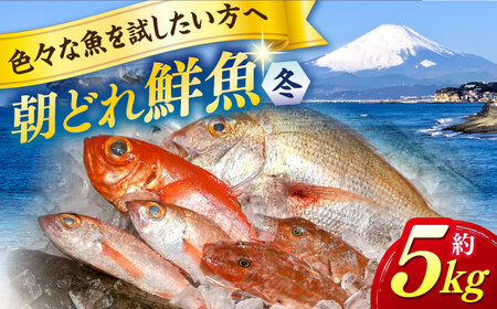 [季節限定]冬の朝どれ 鮮魚おまかせセット 約5kg[有限会社勘網] [AKDX004]