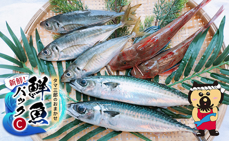 新鮮! タマ三郎のおまかせ鮮魚パックC 朝獲れ 新鮮 湘南