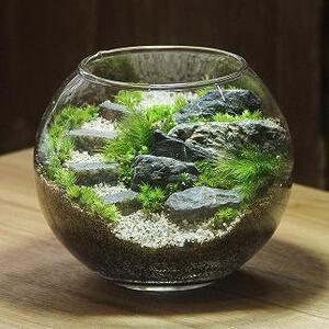 苔テラリウム・コケリウム》階段の風景 ボウルLL | インテリア 苔