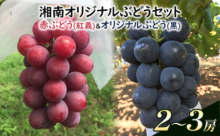 ぶどう ここしかない!湘南オリジナルぶどうセット 果物 フルーツ 葡萄 ブドウ 高級フルーツ お中元 贈り物 ギフト