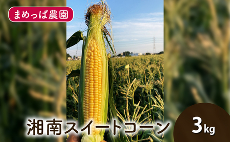 [2025年6月発送]湘南スイートコーン 3kg とうもろこし トウモロコシ 採れたて 国産 野菜 藤沢市 神奈川