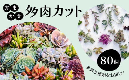 お任せ 多肉植物 カット 苗 80個 多肉 植物 季節 たにくしょくぶつ ショクブツ タニク 多種類 グリーン インテリア 自然 DIY 乙女心 群月花 月兎耳 アロマティカス ルビーネックレス ブロンズ姫 斑入りベビーサンローズ 観葉植物 渡辺花園 神奈川 湘南 藤沢