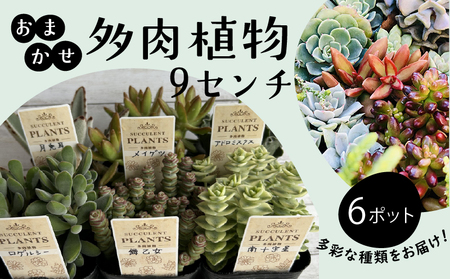 多肉植物 9センチ おまかせ 6個セット 多肉 季節 植物 たにく しょくぶつ ショクブツ タニク 多種類 グリーン インテリア 自然 DIY 乙女心 群月花 月兎耳 アロマティカス ルビーネックレス ブロンズ姫 斑入りベビーサンローズ 観葉植物 渡辺花園 神奈川 湘南 藤沢