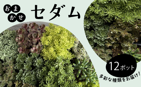 セダム おまかせ 12ポットセット 多肉 植物 たにくしょくぶつ ショクブツ タニク 多種類 グリーン 季節 インテリア 自然 DIY アクレ コーラルカーペット モスグリーン 白花タイトゴメ ステファニーゴールド ツルマンネングサ 観葉植物 渡辺花園 神奈川 湘南 藤沢