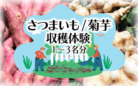 収穫体験 さつまいも 菊芋 1〜3名 芋掘り サツマイモサツマイモサツマイモ
