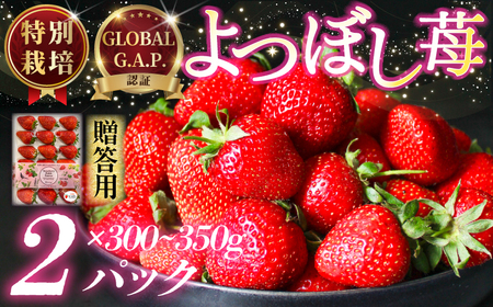 いちご 特別栽培 よつぼし 2パック いちごいちごいちごいちごいちごいちごいちごいちごいちご