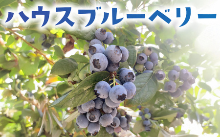 ブルーベリー ハウス 4月発送 [ ブルーベリー ]