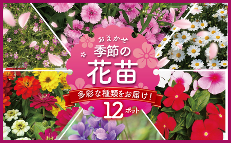 季節 の 花苗 おまかせ 12 ポット [花苗]