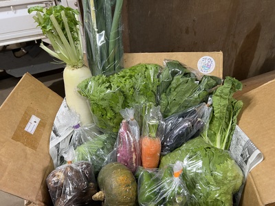 野菜 セット 8 〜 12品 旬 の 湘南野菜 野菜 やさい ヤサイ