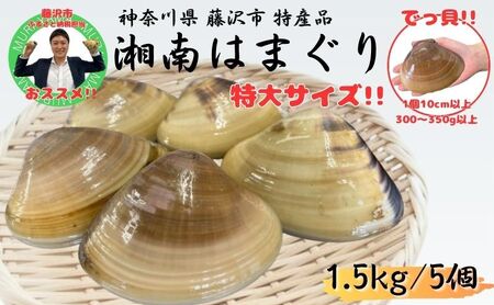 湘南はまぐり 1.5kg 冷凍 焼き蛤 酒蒸し お吸い物 炊き込みご飯 パスタ 江の島 江ノ島 A1