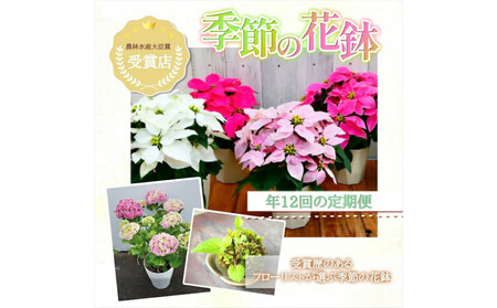[定期便年12回 季節の花鉢]農林水産大臣賞を受賞したフローリストがアレンジする 季節を知らせる花鉢 | 花鉢