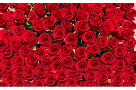 [記念日に届くお花シリーズ]赤バラの花束 365本「あなたが毎日恋しい」※配達エリア限定