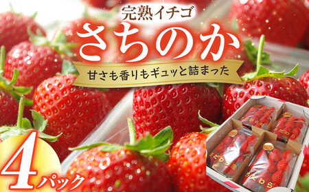 完熟イチゴ さちのか 希少いちご 神奈川県産 苺 4パック入り