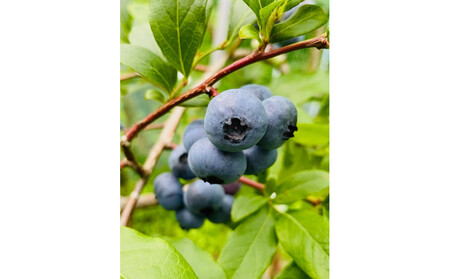 [農薬不使用] 手摘み生ブルーベリー 400g