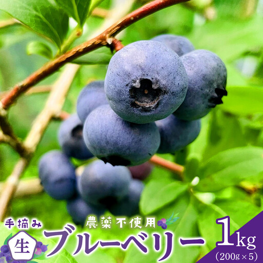 【農薬不使用】 手摘み生ブルーベリー 1kg