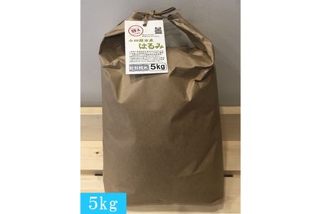 志村屋米穀店 令和6年産新米小田原市産 はるみ 5kg[出荷時期:10月中旬より順次出荷開始]