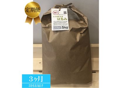 [定期便 3ヶ月] 志村屋米穀店 令和6年産新米小田原市産 はるみ 新米 5kg [出荷時期:10月中旬より順次出荷開始]