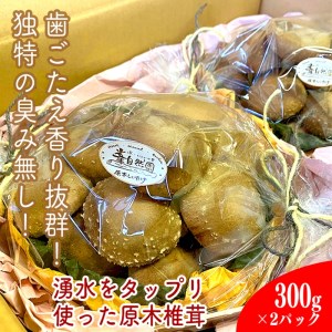 小田原の里山で湧水を贅沢に使って育てた原木生椎茸(300g×2パック)