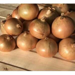 y󂠂zkC \ эLY ʂ˂ 20kgyzsnFzy1677195z