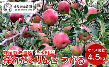 [先行受付/2024年9月出荷開始]仁木町の採れたてりんご「つがる」4.5kg[妹尾観光農園] 北海道 果物 フルーツ リンゴ