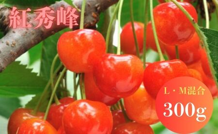 北海道 仁木町産 サクランボ 紅秀峰 300g L-Mサイズ 松山商店