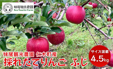 [先行受付/2024年11月出荷開始]仁木町の採れたてりんご「ふじ」4.5kg[妹尾観光農園] 北海道 果物 フルーツ リンゴ