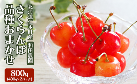 [先行受付] 北海道 仁木町産 さくらんぼ 品種おまかせ 800g(400g×2パック) サクランボ チェリー フルーツ 果物 果物類 仁木町 仁木 [和田農園]