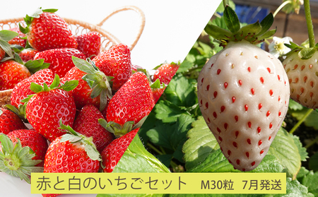 【7月発送】今野農園「赤と白のいちごセット」(M30粒)北海道仁木町産